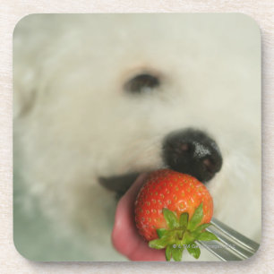Close-up of a Bichon Frise eating a strawberry Coaster