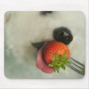 Close-up of a Bichon Frise eating a strawberry Mouse Mat