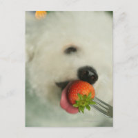 Close-up of a Bichon Frise eating a strawberry