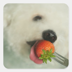 Close-up of a Bichon Frise eating a strawberry Square Sticker