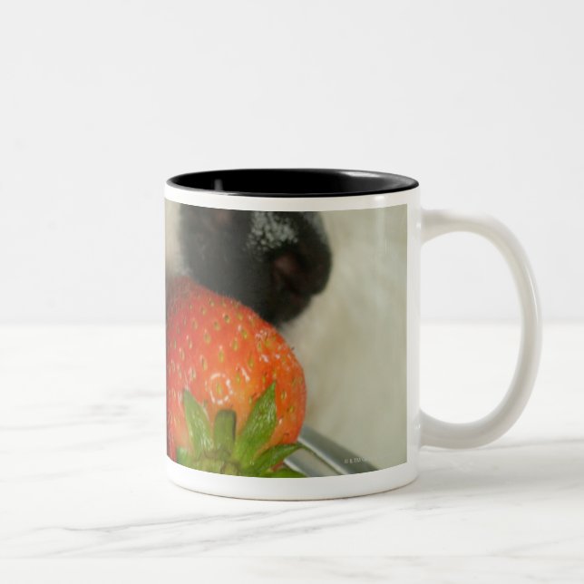 Close-up of a Bichon Frise eating a strawberry Two-Tone Coffee Mug (Right)