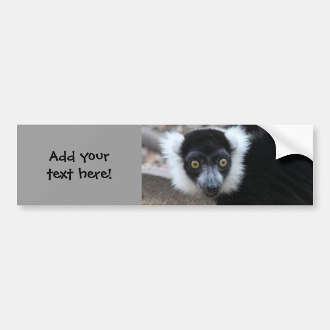 Close up of a Black and White Ruffed Lemur Bumper Sticker (Front)