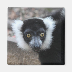 Close up of a Black and White Ruffed Lemur Magnet