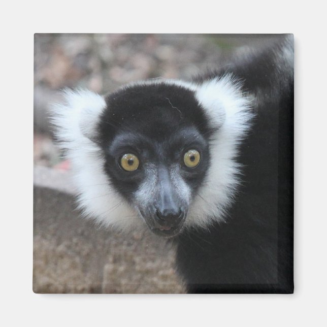 Close up of a Black and White Ruffed Lemur Magnet (Front)
