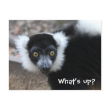 Close up of a Black and White Ruffed Lemur