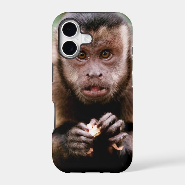 Close-up of a black-capped capuchin monkey (Back)