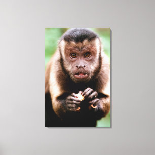 Close-up of a black-capped capuchin monkey canvas print
