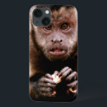 Close-up of a black-capped capuchin monkey iPhone 13 case<br><div class="desc">Gallo Images / DanitaDelimont.com | Africa,  South Africa | Close-up of a black-capped capuchin monkey at the Bush Babies Monkey Sanctuary.</div>