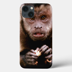 Close-up of a black-capped capuchin monkey iPhone 13 case