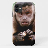 Close-up of a black-capped capuchin monkey