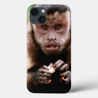 Close-up of a black-capped capuchin monkey
