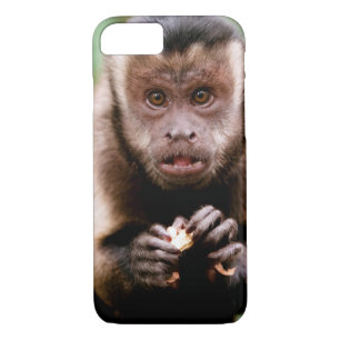 Close-up of a black-capped capuchin monkey iPhone 8/7 case