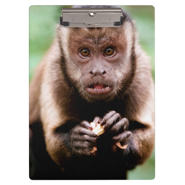 Close-up of a black-capped capuchin monkey clipboard (Front)