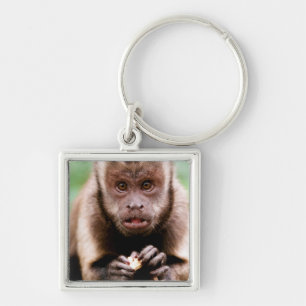 Close-up of a black-capped capuchin monkey key ring