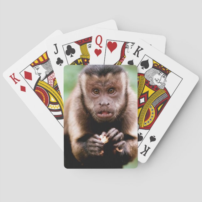 Close-up of a black-capped capuchin monkey playing cards (Back)