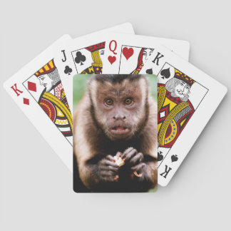 Close-up of a black-capped capuchin monkey playing cards
