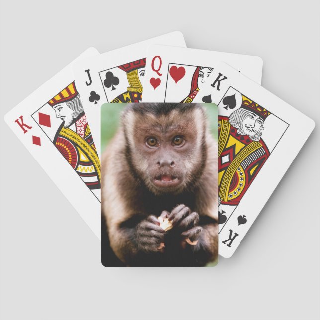Close-up of a black-capped capuchin monkey playing cards (Back)
