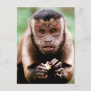 Close-up of a black-capped capuchin monkey postcard