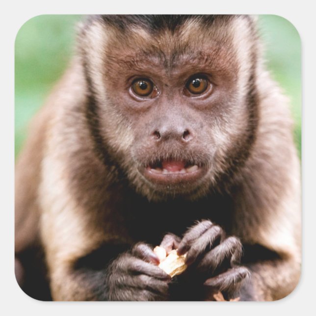 Close-up of a black-capped capuchin monkey square sticker (Front)