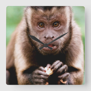 Close-up of a black-capped capuchin monkey square wall clock