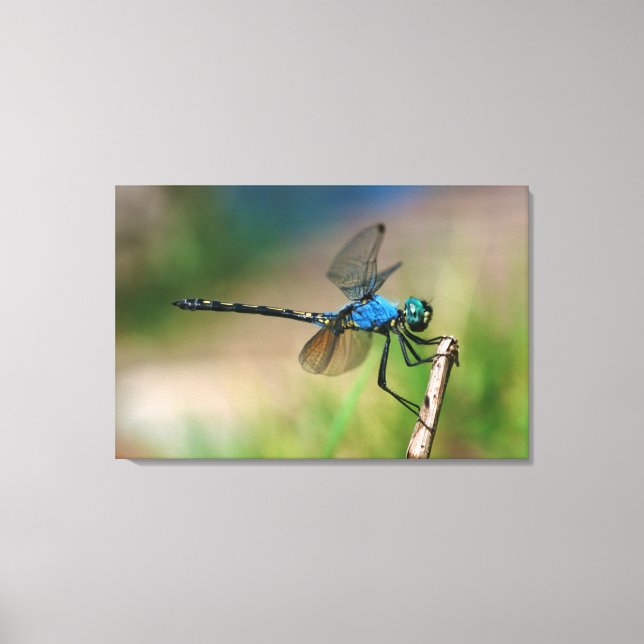 Close-Up Of A Blue Dragon Fly On A Branch Canvas Print (Front)