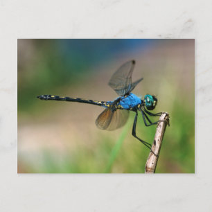 Close-Up Of A Blue Dragon Fly On A Branch Postcard