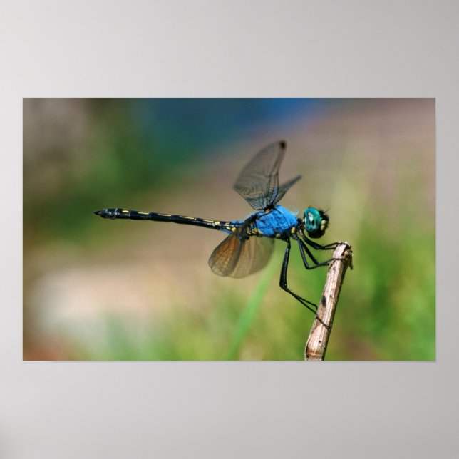 Close-Up Of A Blue Dragon Fly On A Branch Poster (Front)