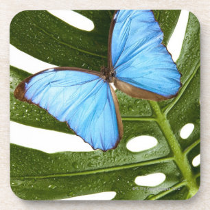 Close up of a Blue Morpho Butterfly on a palm Coaster