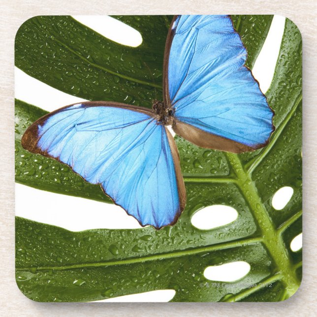Close up of a Blue Morpho Butterfly on a palm Coaster (Front)