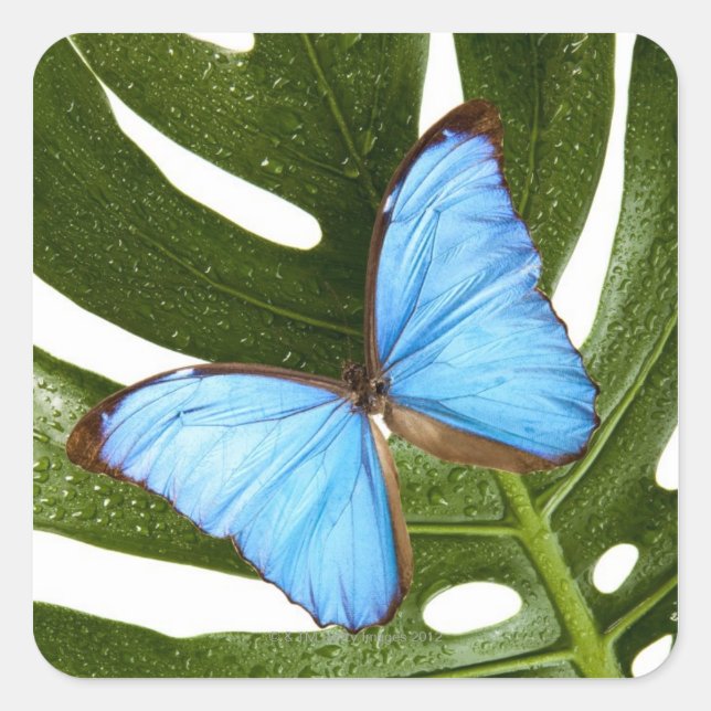 Close up of a Blue Morpho Butterfly on a palm Square Sticker (Front)