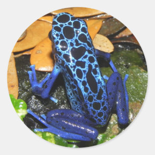 Close up of a Blue Poision Dart Frog Classic Round Sticker