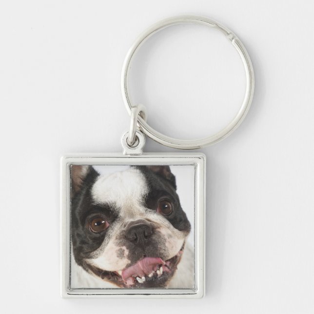 Close-up of a Boston Terrier sticking out its Key Ring (Front)