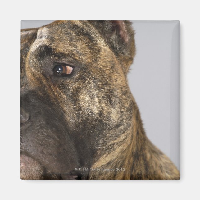Close-up of a Boxer Magnet (Front)