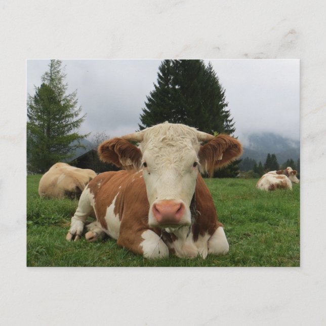 Close up of a brown and white cow laying down postcard (Front)