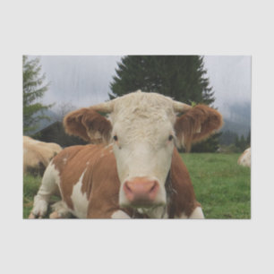 Close up of a brown and white cow laying down tissue paper