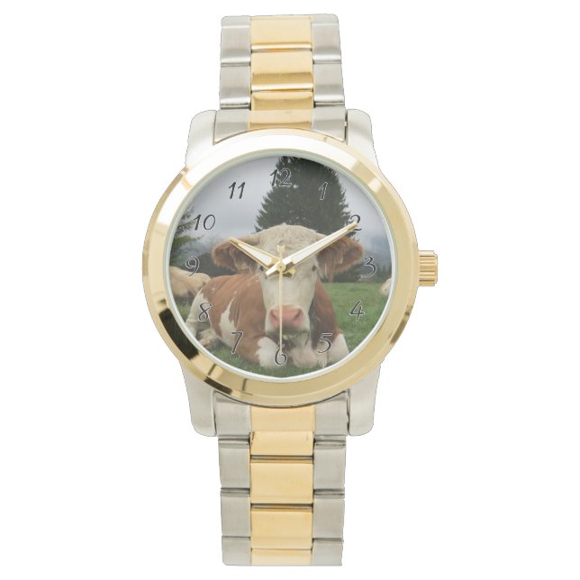 Close up of a brown and white cow laying down watch (Front)