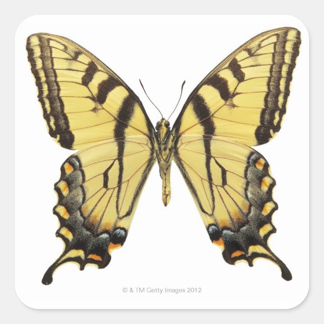 Close-up of a butterfly 2 square sticker (Front)