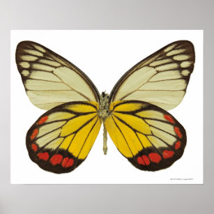 Close-up of a butterfly 3 poster