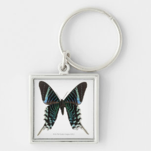 Close-up of a butterfly key ring