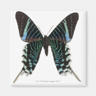 Close-up of a butterfly magnet