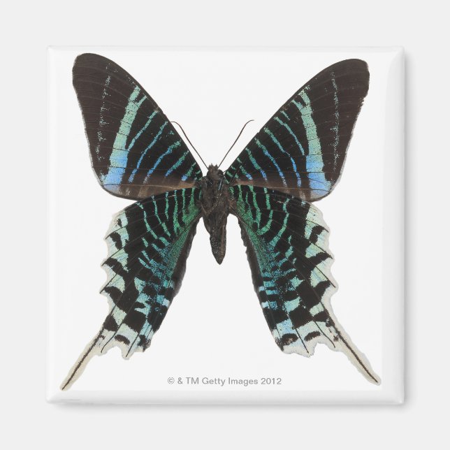 Close-up of a butterfly magnet (Front)
