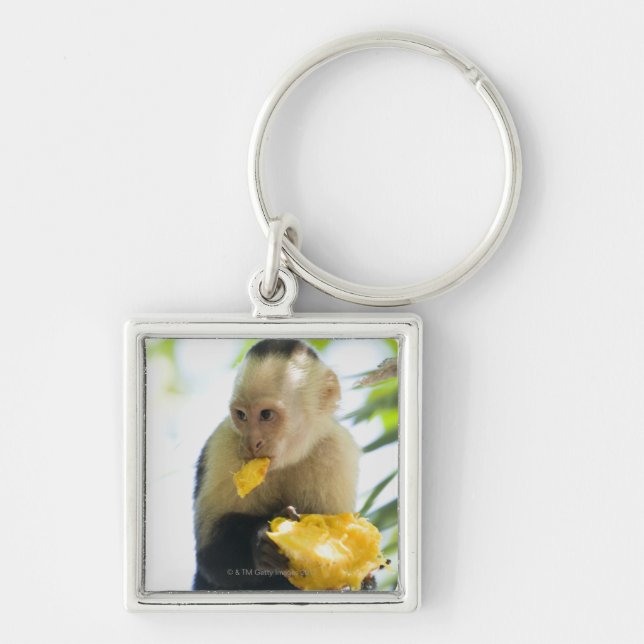 Close-up of a capuchin monkey eating a fruit key ring (Front)