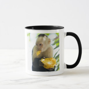 Close-up of a capuchin monkey eating a fruit mug