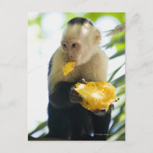 Close-up of a capuchin monkey eating a fruit postcard