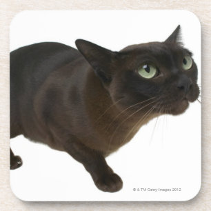 Close-up of a cat 2 coaster