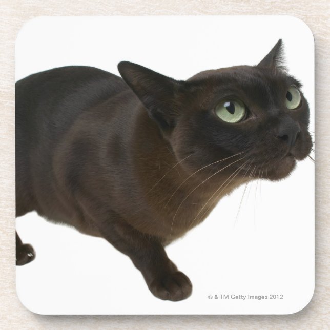 Close-up of a cat 2 coaster (Front)