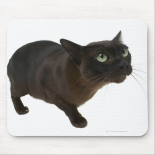 Close-up of a cat 2 mouse mat