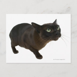 Close-up of a cat 2 postcard