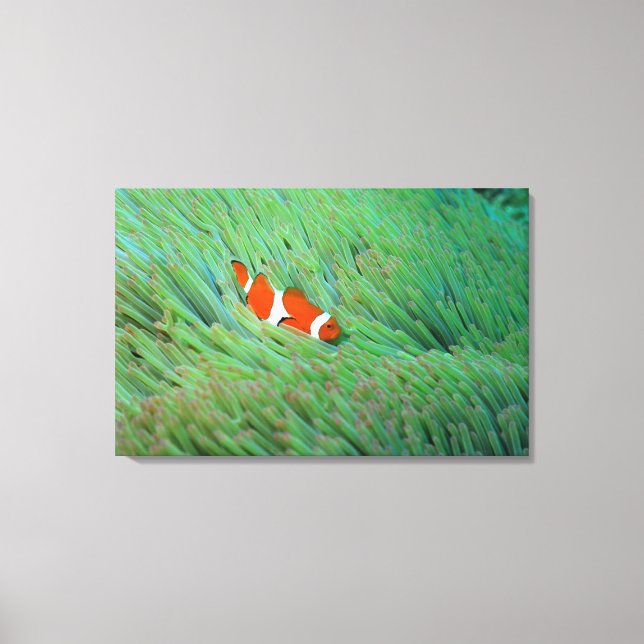Close up of a clown anemone fish, Okinawa, Japan Canvas Print (Front)