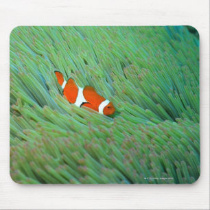 Close up of a clown anemone fish, Okinawa, Japan Mouse Mat